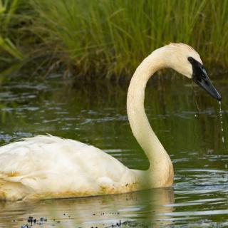 Trumpeter Swan Feeding